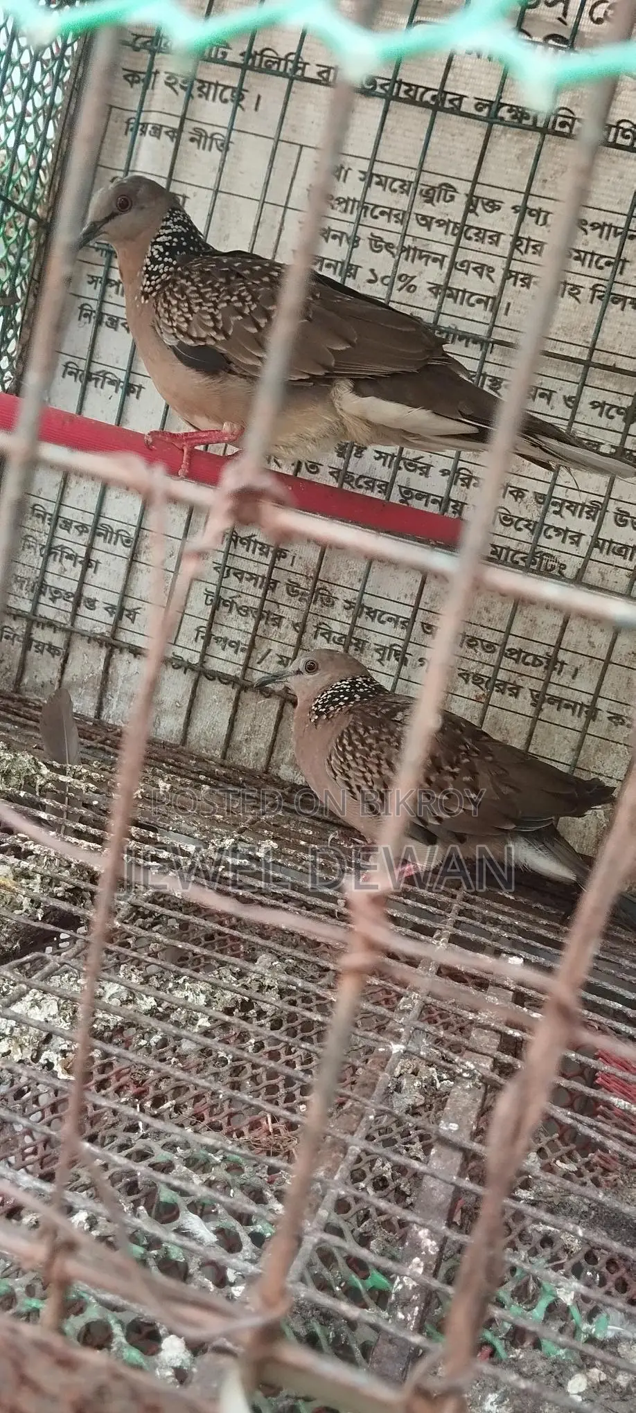 2 Pieces of Dove Birds for Sale