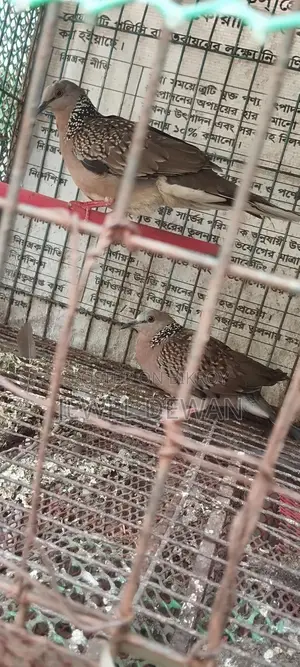 2 Pieces of Dove Birds for Sale