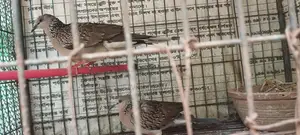 2 Pieces of Dove Birds for Sale