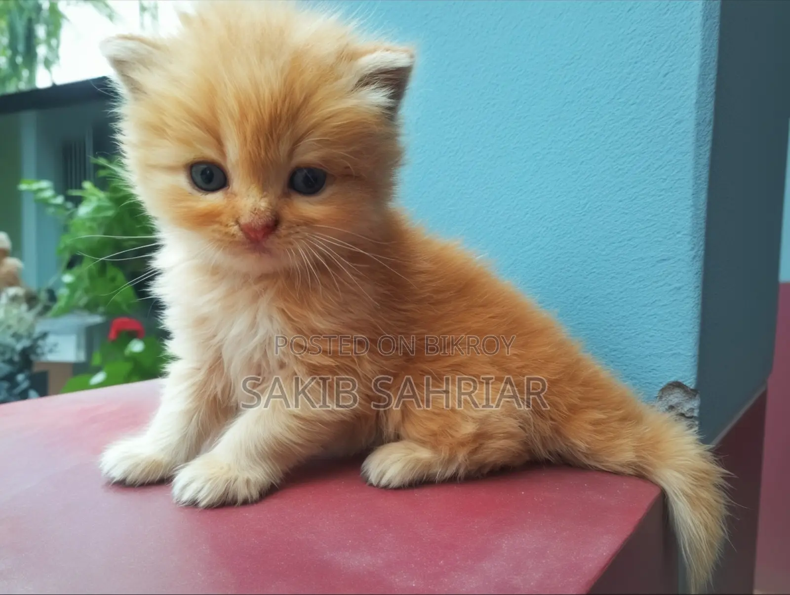 Traditional Persian