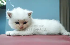 Traditional Persian