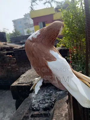 বিদেশি কবুতর