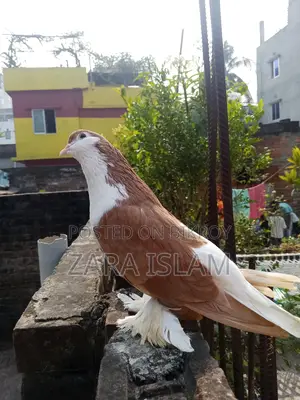 বিদেশি কবুতর
