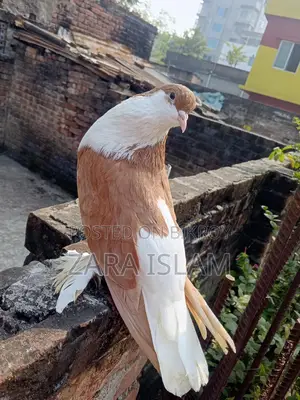 বিদেশি কবুতর