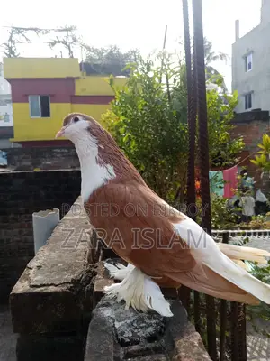 বিদেশি কবুতর