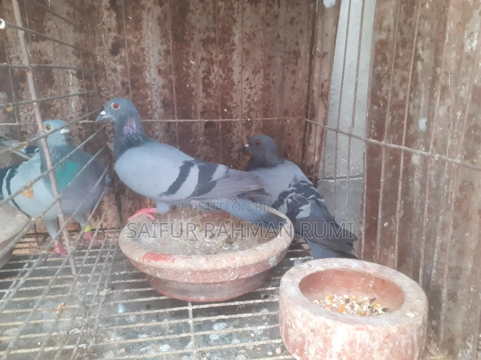 Some Jalali pigeons will be sold