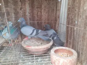 Some Jalali pigeons will be sold