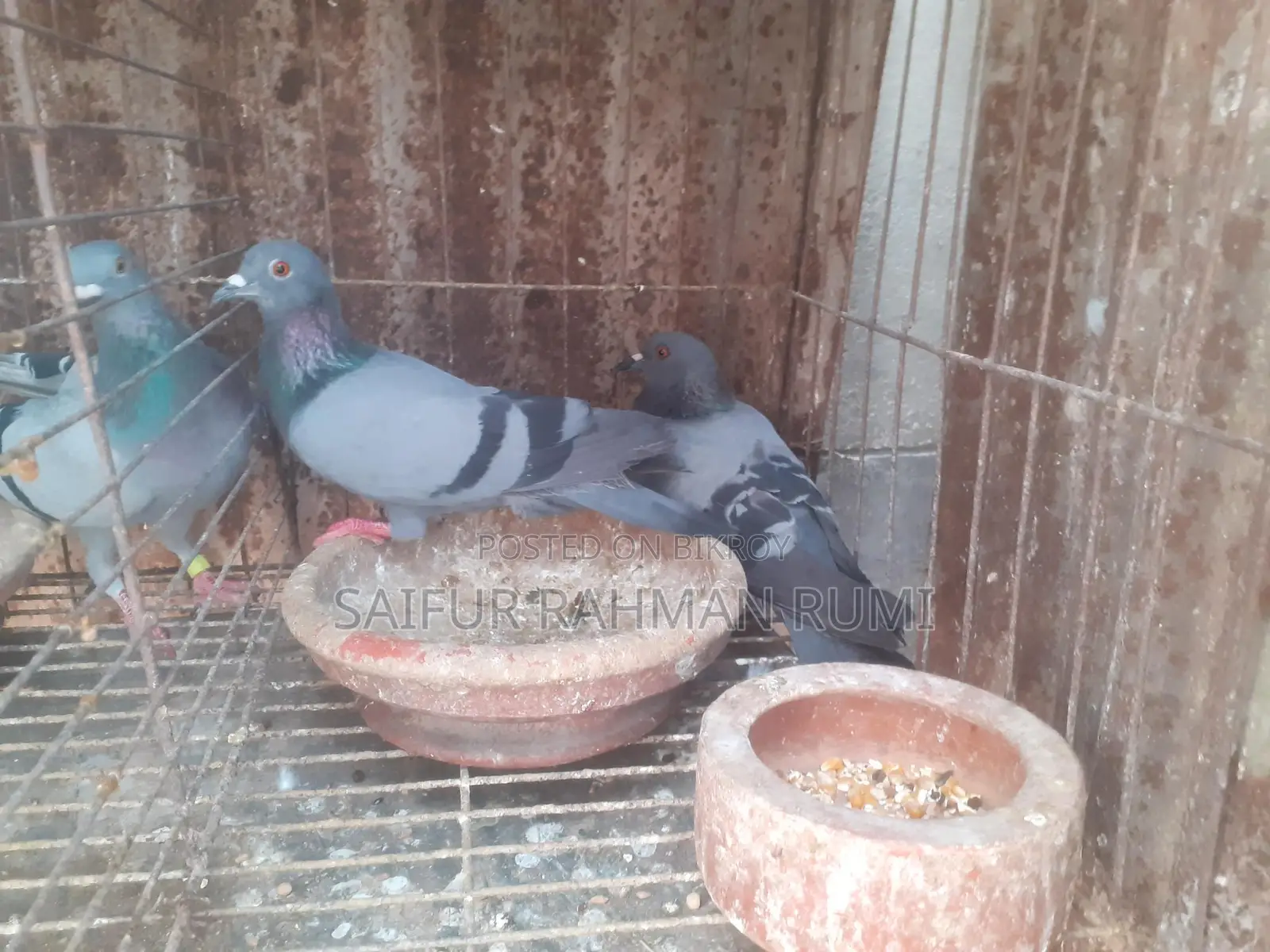 Some Jalali pigeons will be sold
