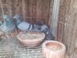 Some Jalali pigeons will be sold