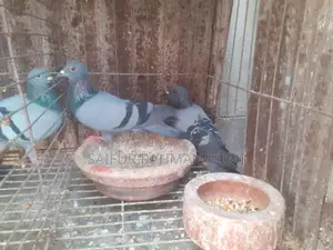 Some Jalali pigeons will be sold