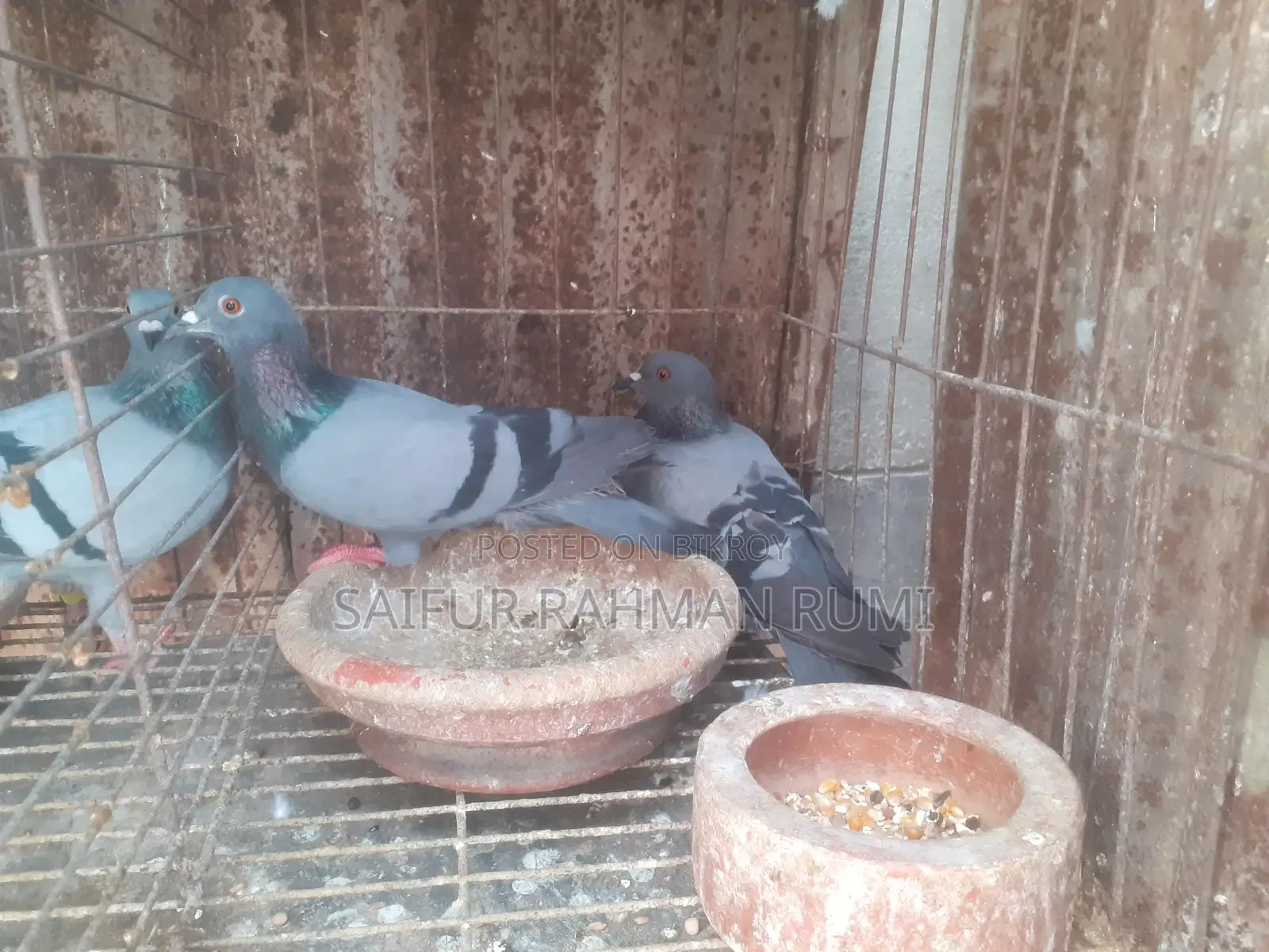 Some Jalali pigeons will be sold