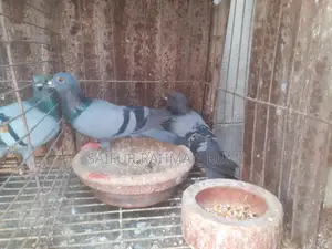 Some Jalali pigeons will be sold