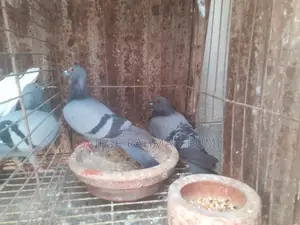 Some Jalali pigeons will be sold