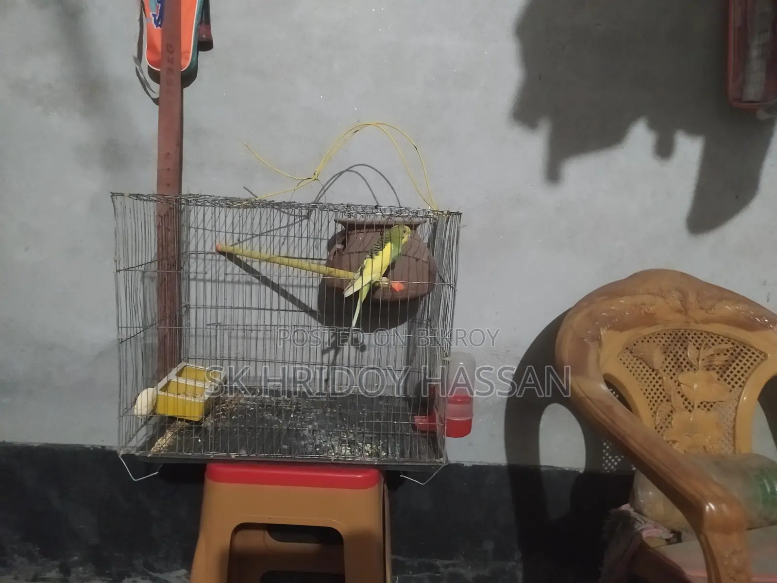 One piece Budgie female available, running and laying eggs