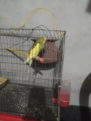 One piece Budgie female available, running and laying eggs