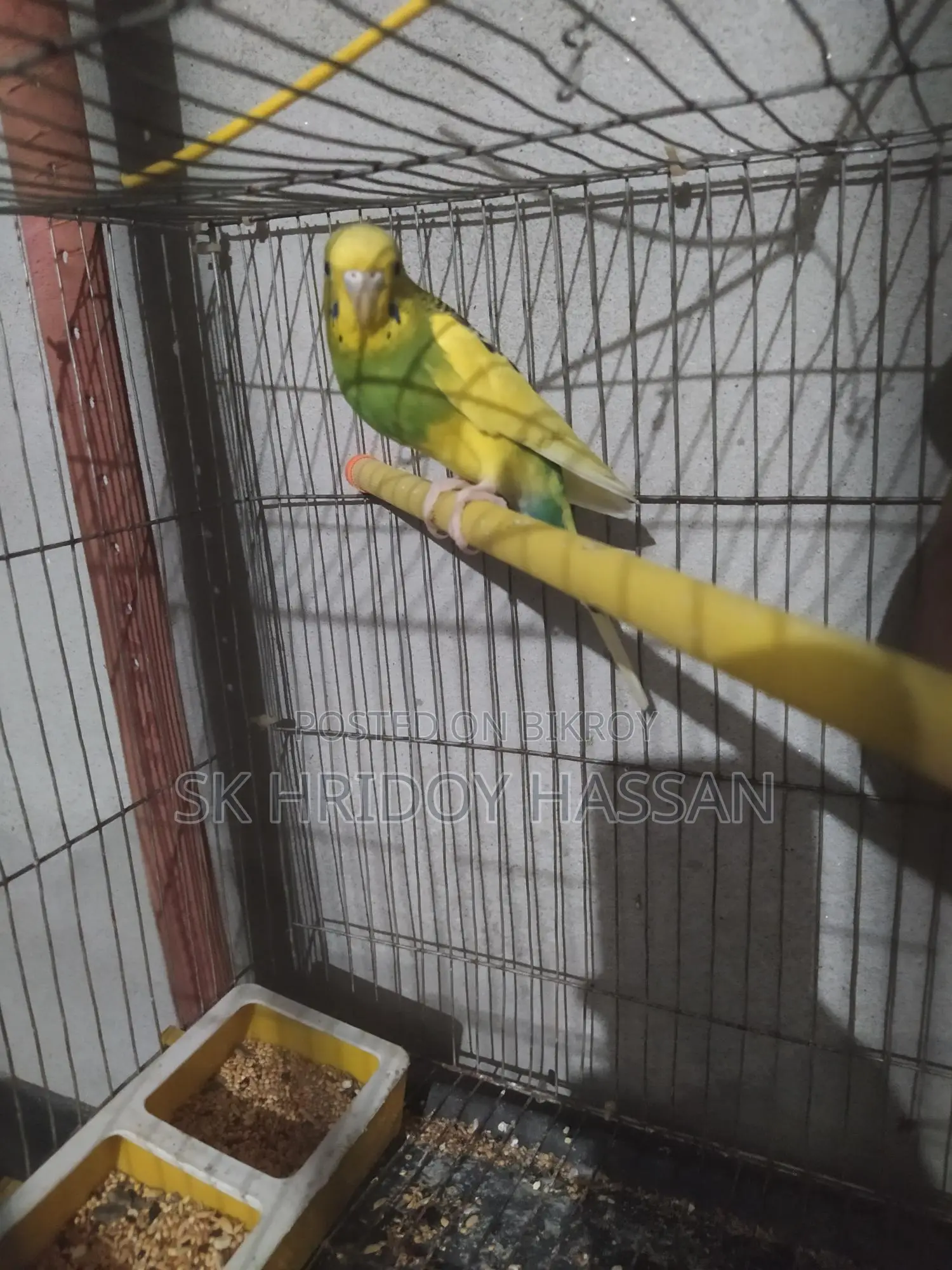 One piece Budgie female available, running and laying eggs