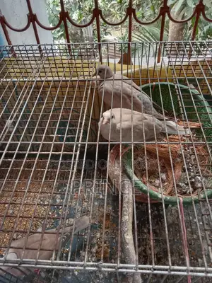 Australian Dove Birds for Sale