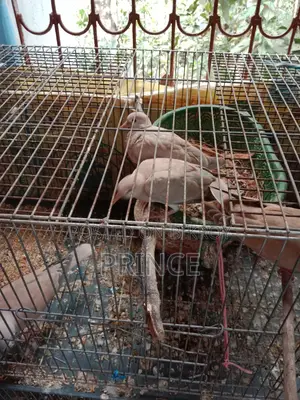 Australian Dove Birds for Sale