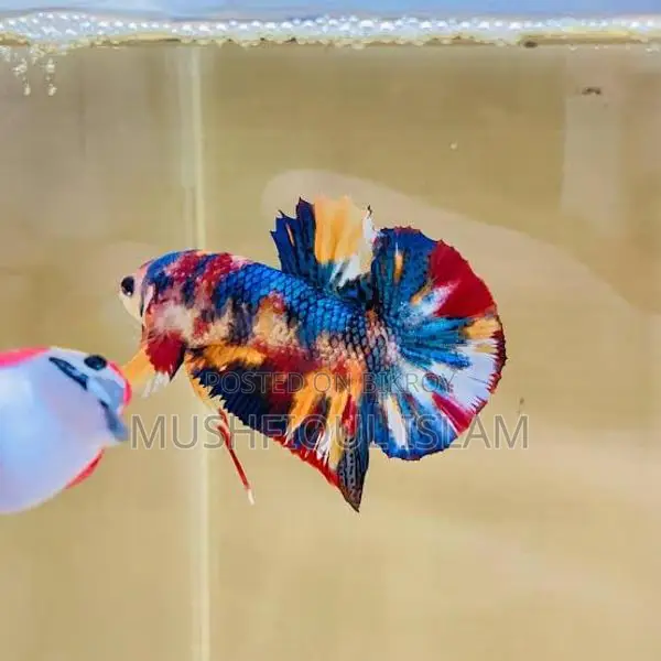 Betta Fish
