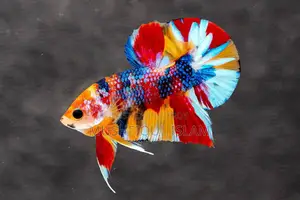 Betta Fish