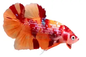 Betta Fish