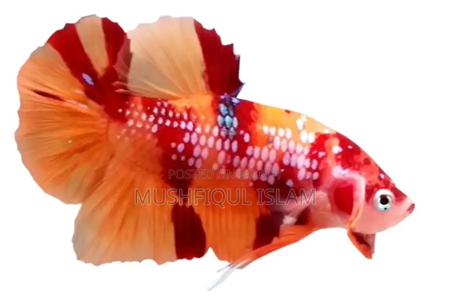 Betta Fish