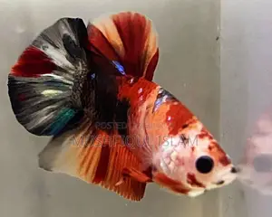 Betta Fish