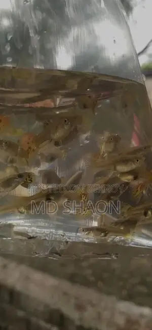 মিক্সড গাপ্পি