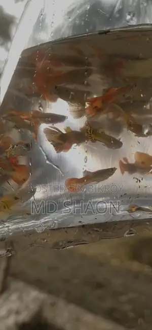 মিক্সড গাপ্পি
