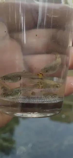 মিক্সড গাপ্পি