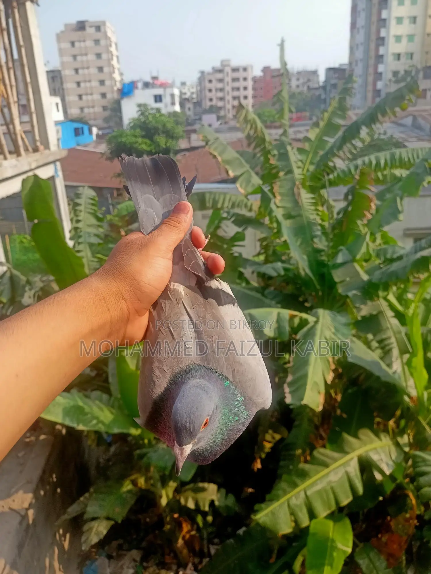 রেসার কবুতর