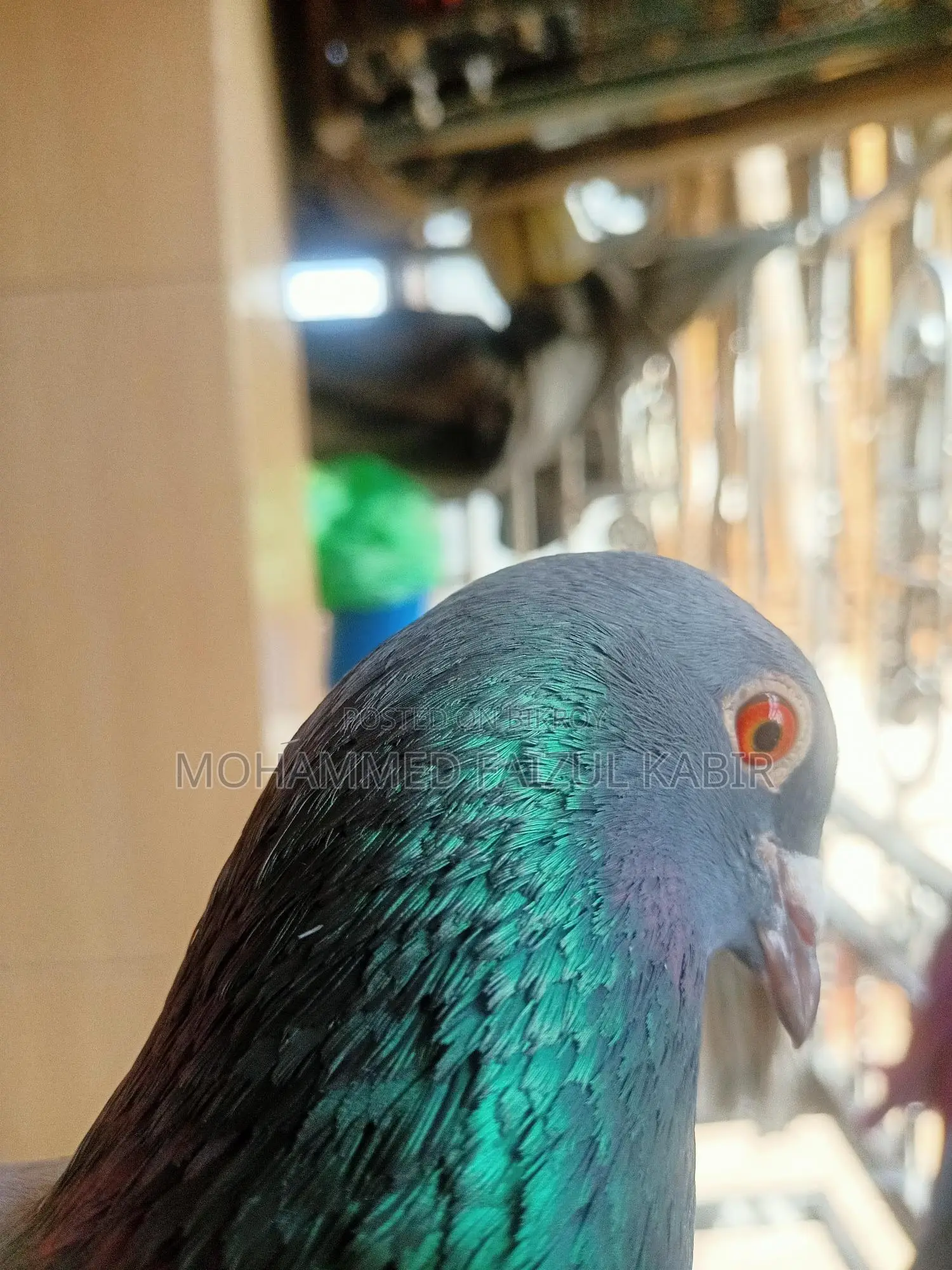 রেসার কবুতর