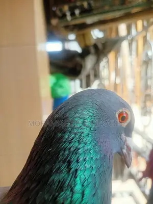 রেসার কবুতর