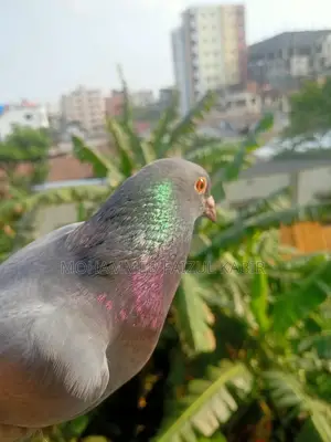 রেসার কবুতর