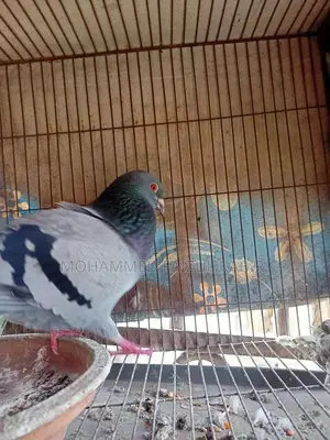 রেসার কবুতর