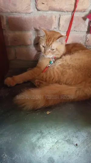 মেয়ে বিড়াল বয়স এক বছর ৩ মাস
