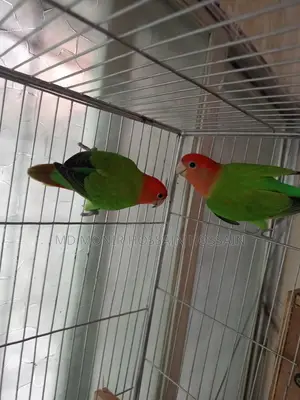 A Pair of Adult Lovebirds, Ready to Lay Eggs Soon