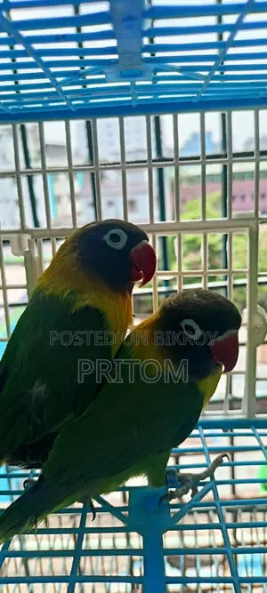 Yellow Colour Running Pair