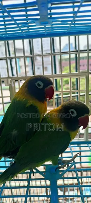 Yellow Colour Running Pair