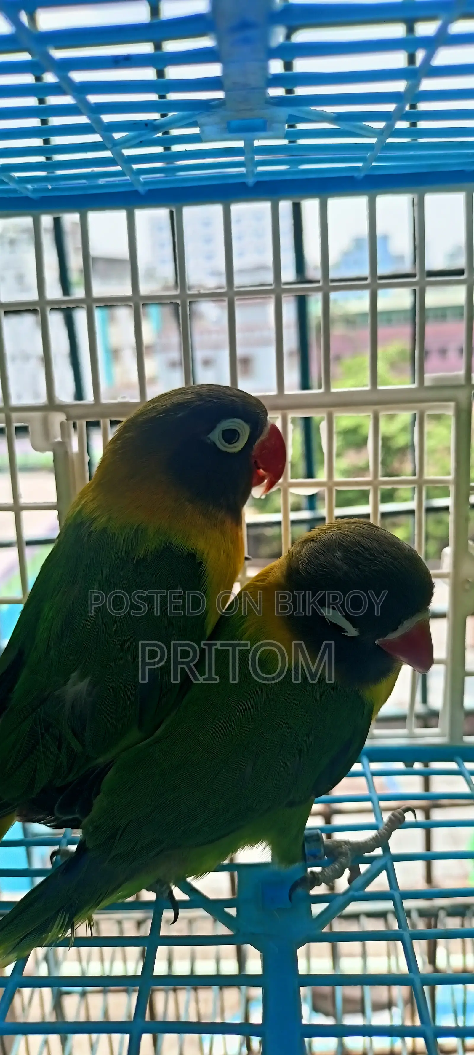 Yellow Colour Running Pair