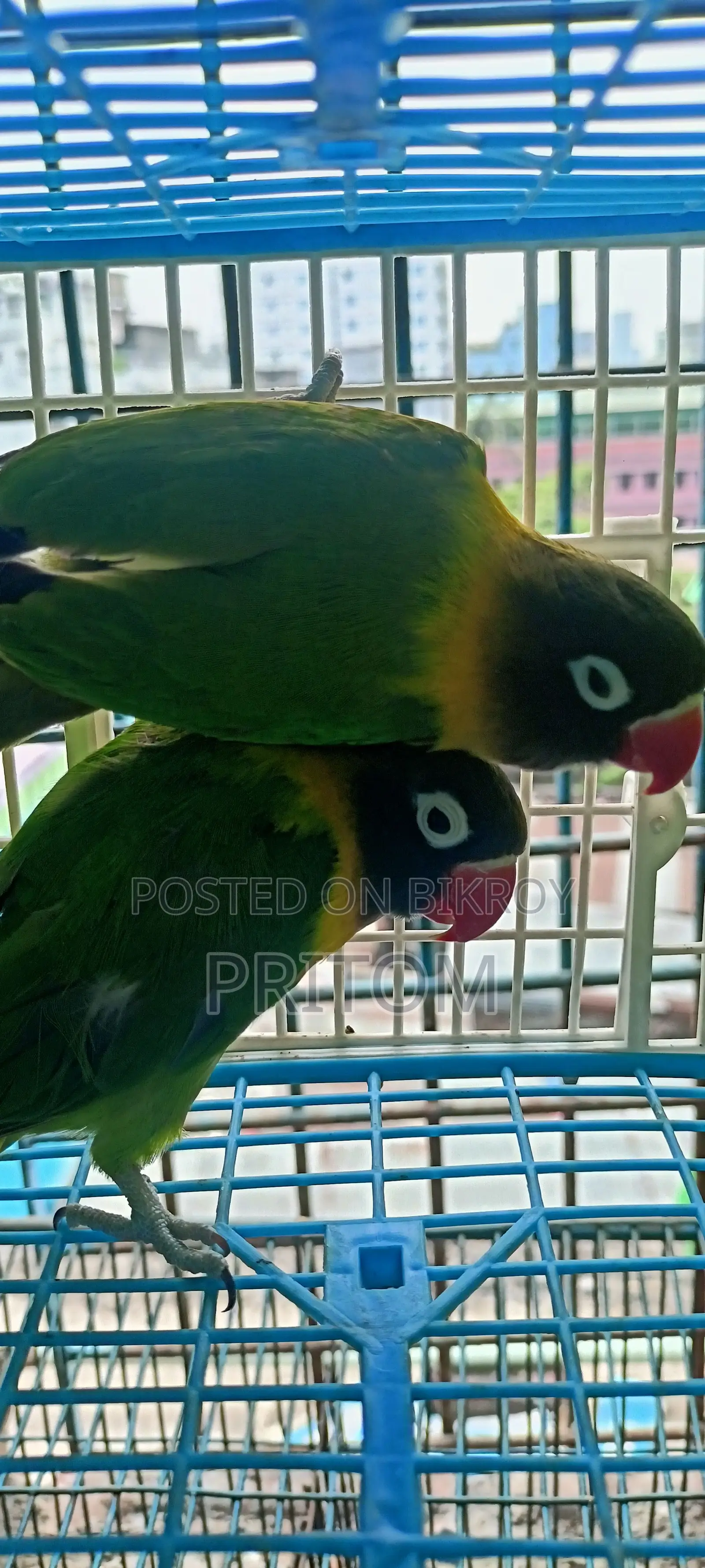 Yellow Colour Running Pair