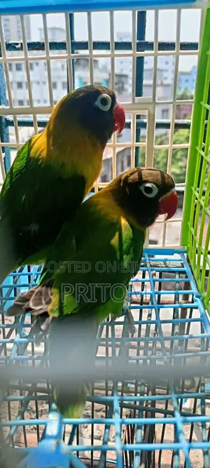 Yellow Colour Running Pair