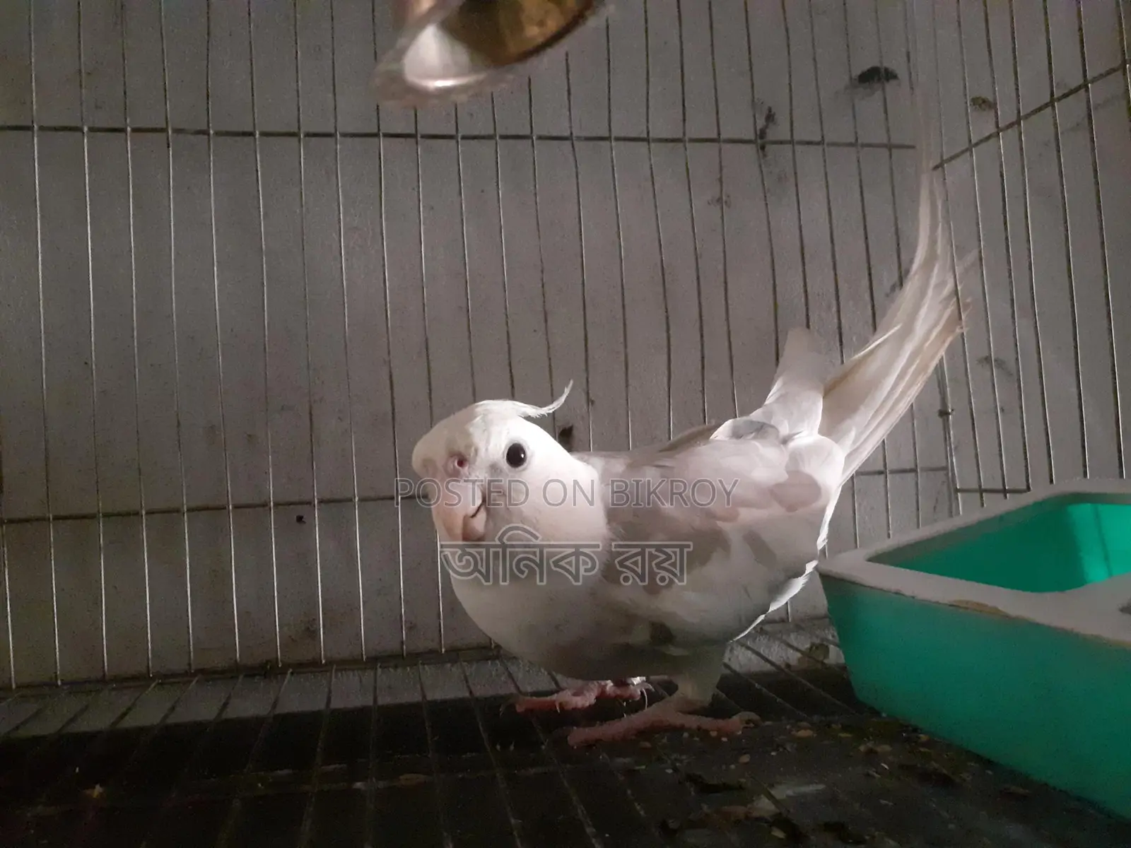 Talking Cockatiel Male Running