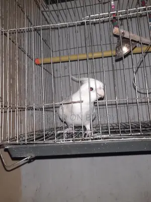 Talking Cockatiel Male Running