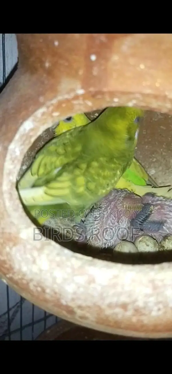 Budgie (with chicks) Family Package