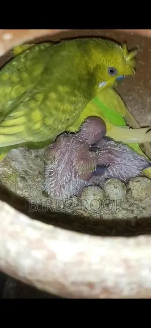 Budgie (with chicks) Family Package
