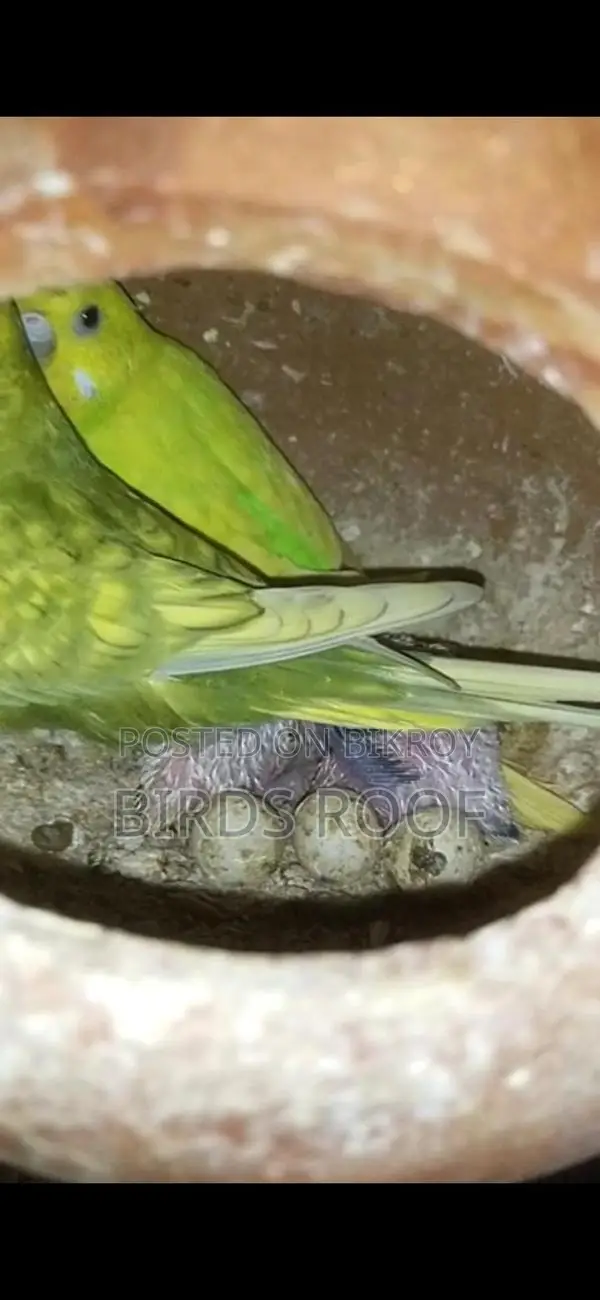 Budgie (with chicks) Family Package