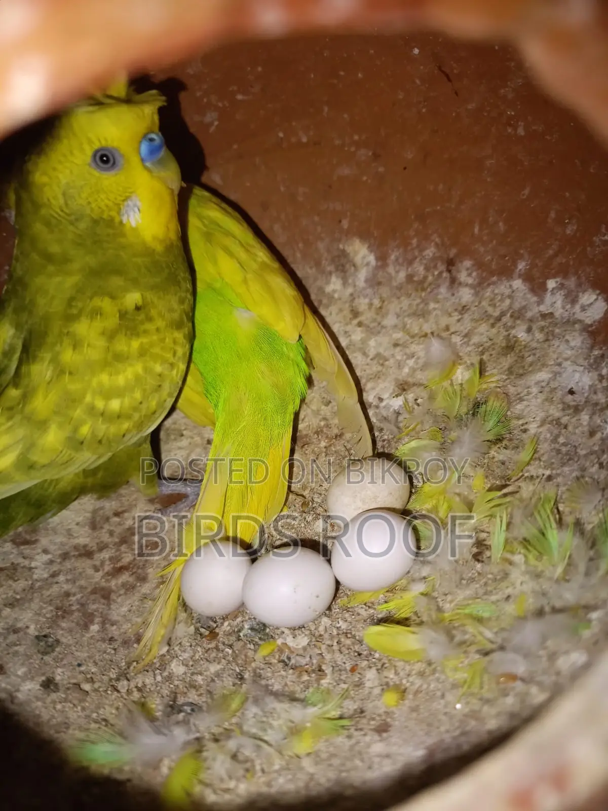 Budgie (with chicks) Family Package
