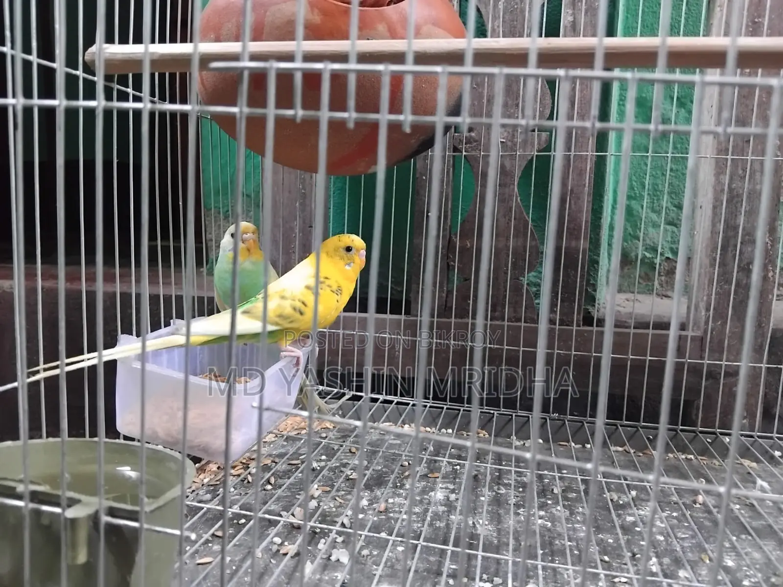 Dove and Budgie Birds