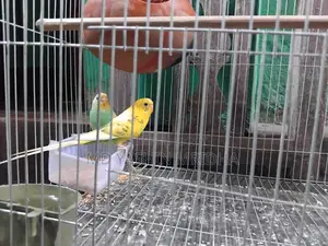 ঘুঘু ও বাজিগর পাখি